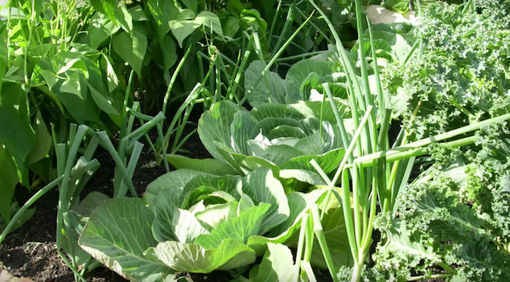 Ready, Set, Sow - Spring planting!