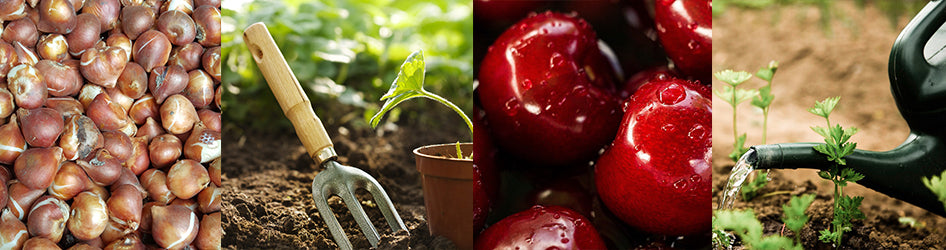 5 Reasons To Grow Your Own Food