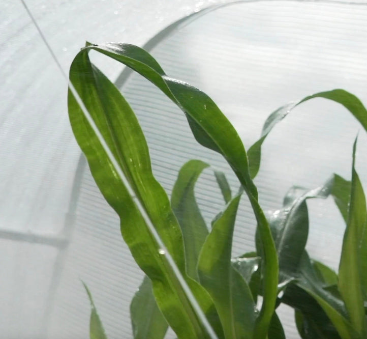 Watering tips for success