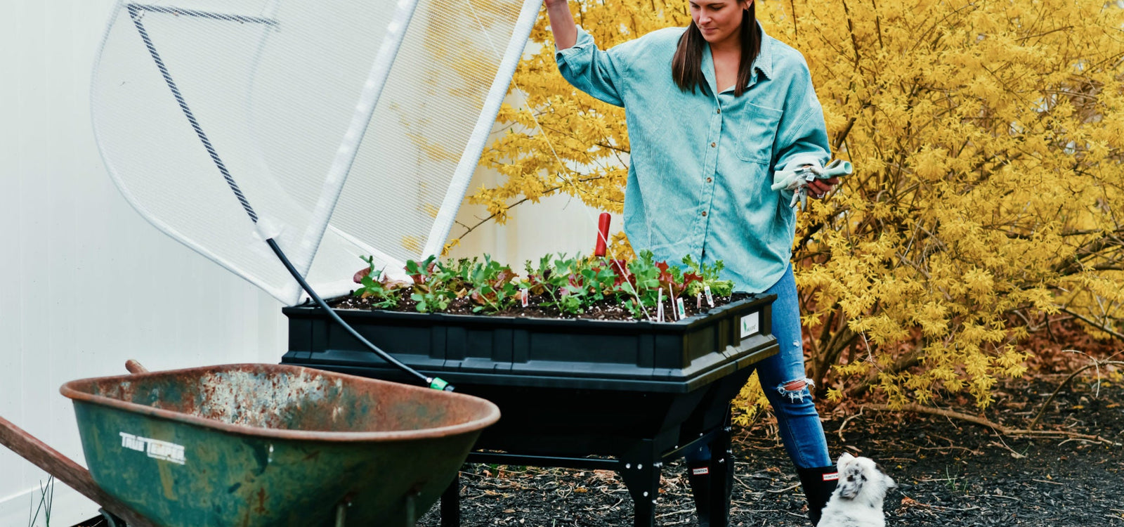 What to Plant - Autumn Edition