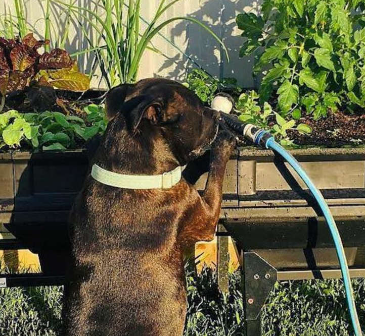 7 Reasons To Use the Vegepod Stand