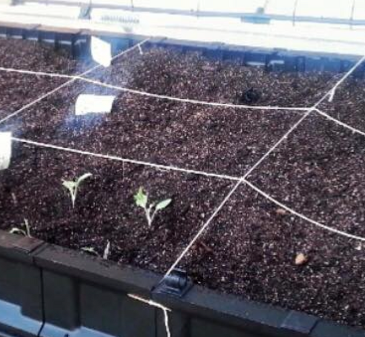 How To Build A ‘Square Foot Garden’ In The Vegepod