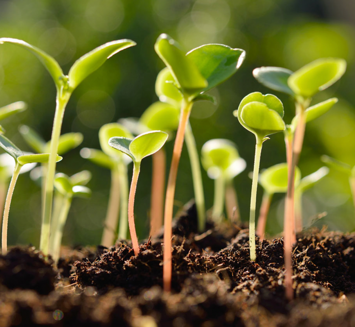 Planned Planting for Success - Catch Cropping & Succession Sowing