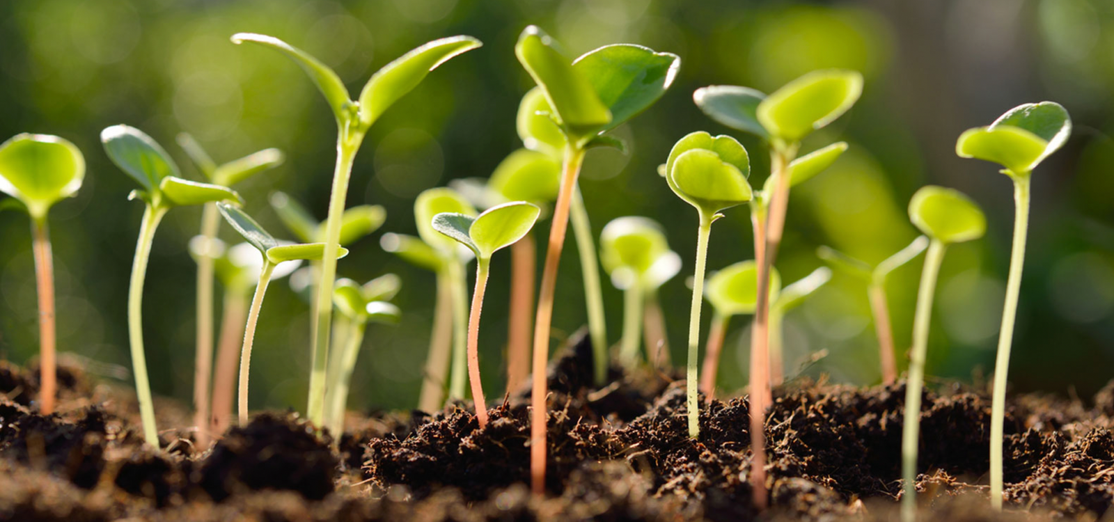 Planned Planting for Success - Catch Cropping & Succession Sowing
