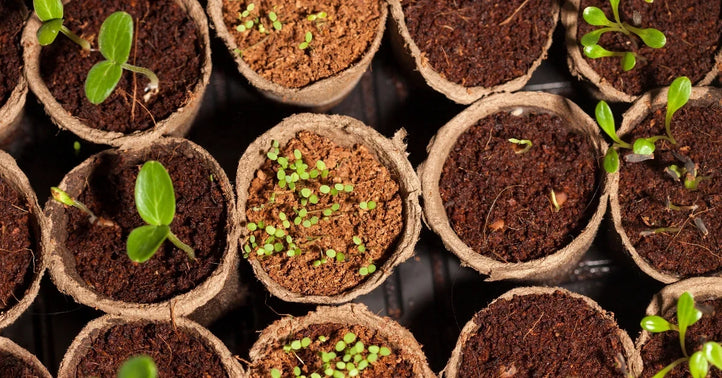 Seeds vs Seedlings: Which Is Better for Your Garden?