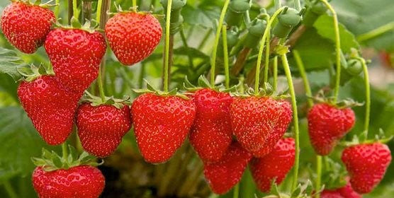 Strawberries - the great English tradition