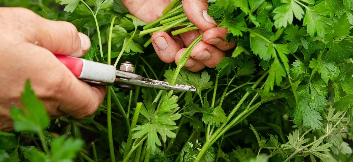 Indoor Gardening with the Kitchen Garden: Fresh Herbs for Winter Recipes