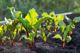 What To Grow & Harvest in October