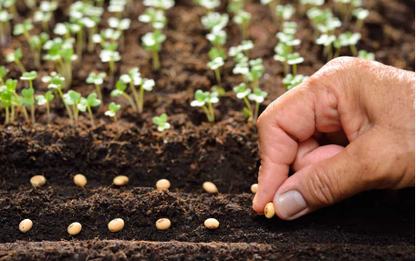 Now’s the time to sow