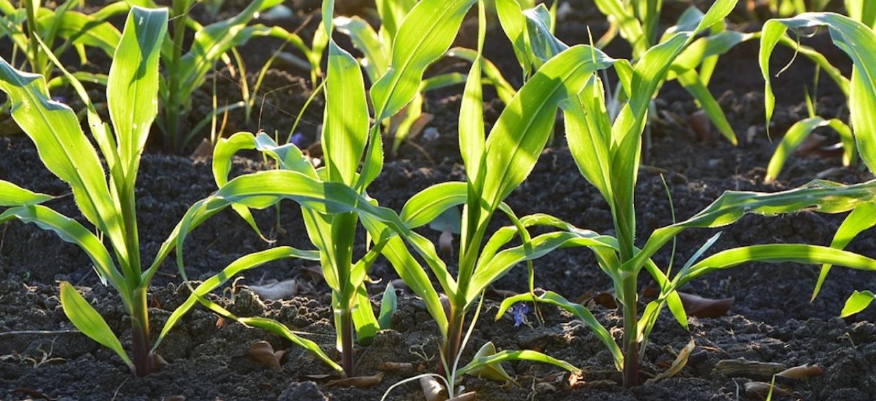 Have your growth rates slowed? Let's talk soil!