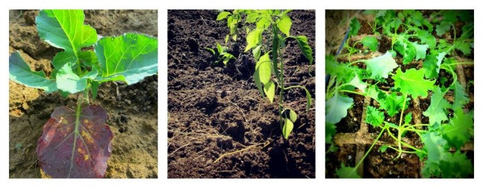 Planting seedlings in your Vegepod