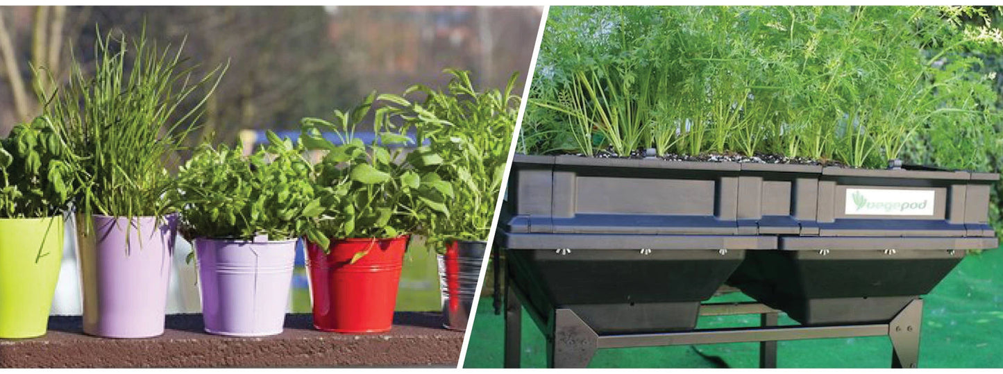 Container Garden Or Vegepod?