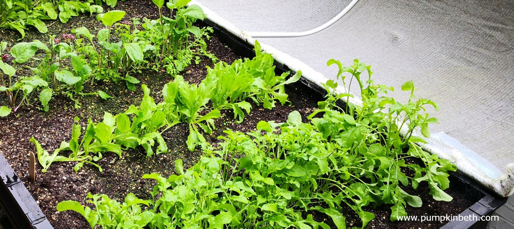 What's Pumpkin Beth growing inside her Vegepod