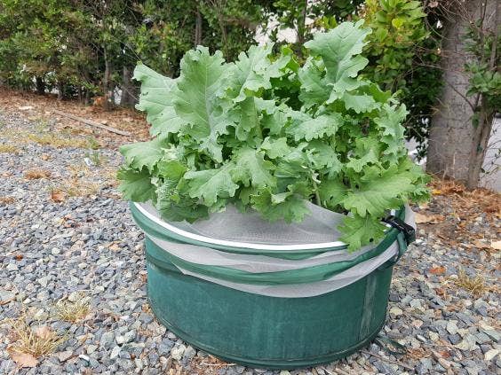 How to grow your own veg:10 top tips on growing your own food — from the pots to use to how to plant in small spaces