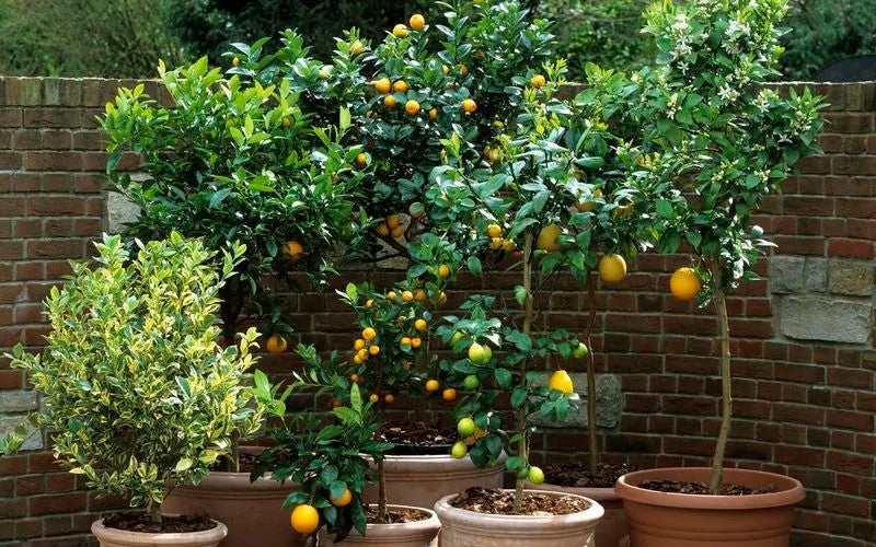 A beginner's guide to growing vegetables in pots (and the best containers to buy)